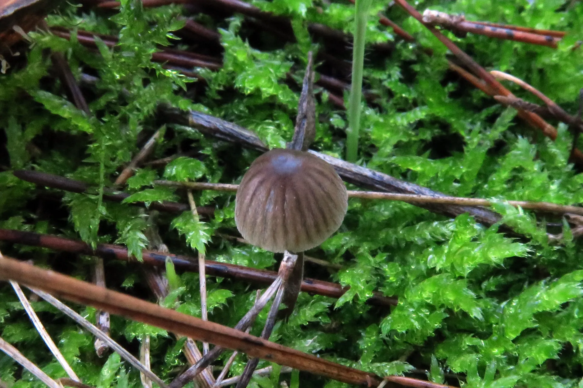 Mycena abramsii - 1 - IMG_0900